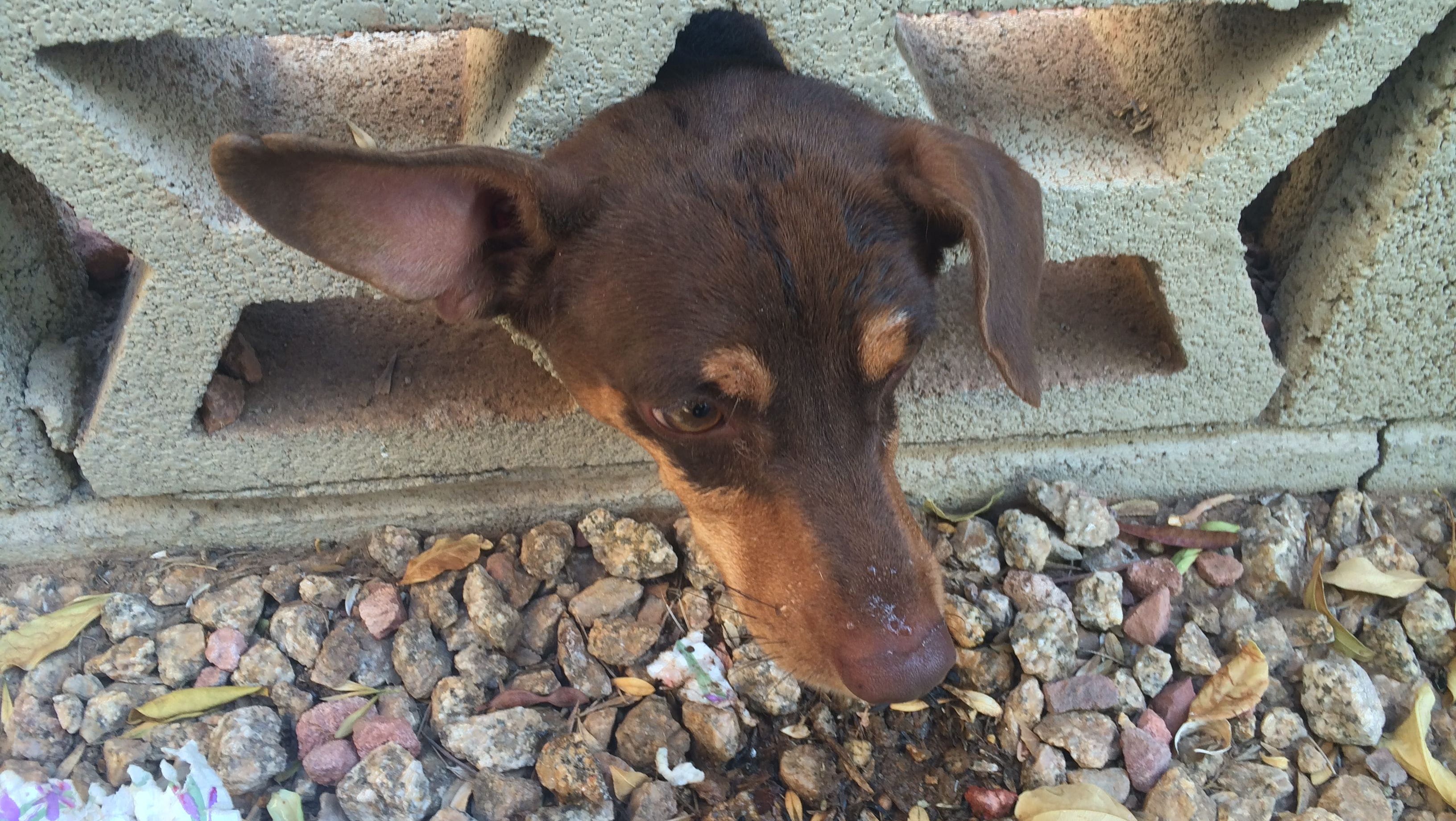 Phoenix firefighters rescue dog stuck in wall overnight
