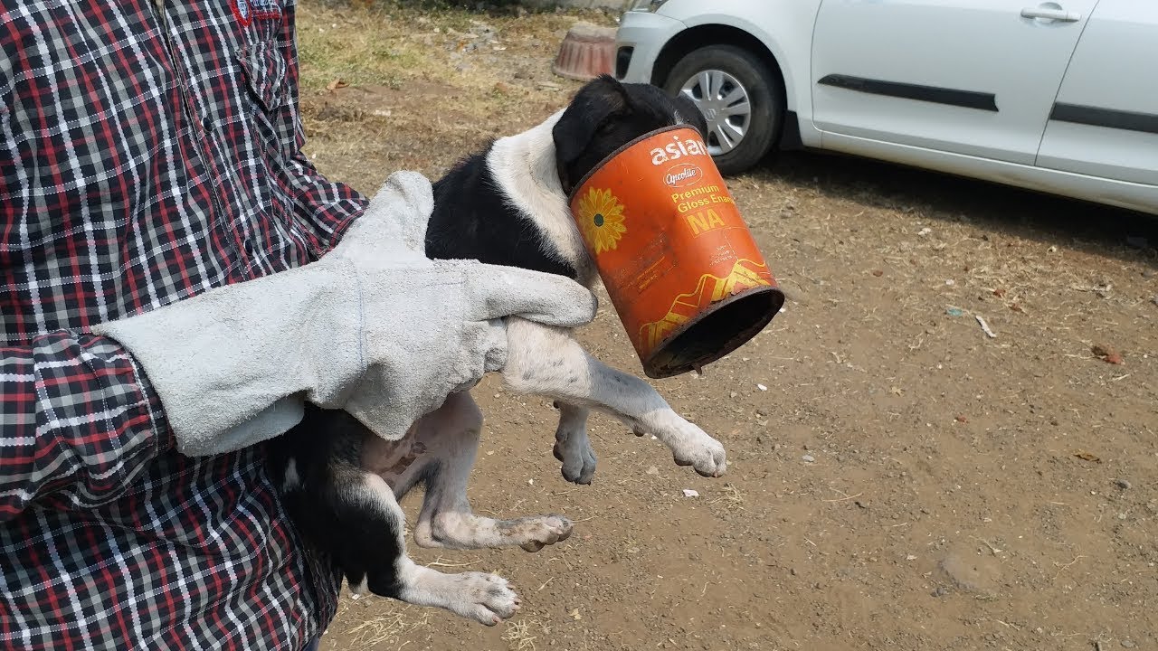 Puppy Rescue Head Stuck in tin | SHARAN FOR ANIMALS | Animal Rescue India -  YouTube
