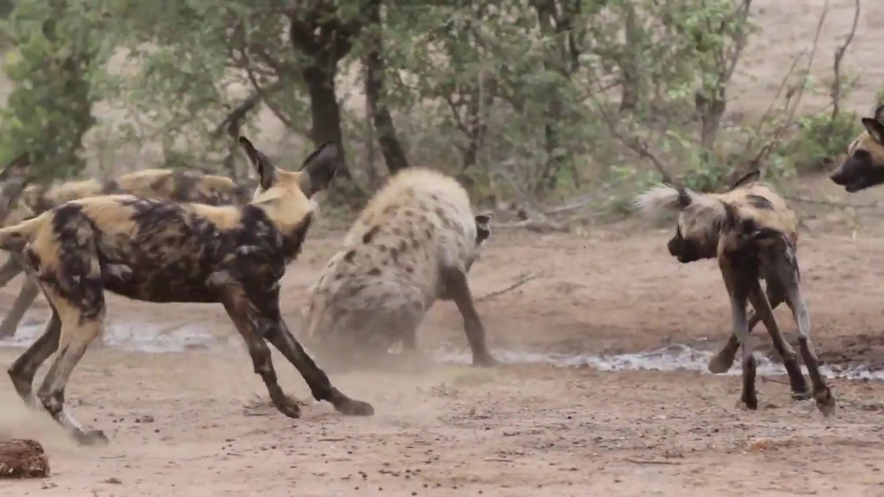 1 Incredibly Savage Hyena Throws Down With 14 Wild Dogs Caught On Video |  River City Post