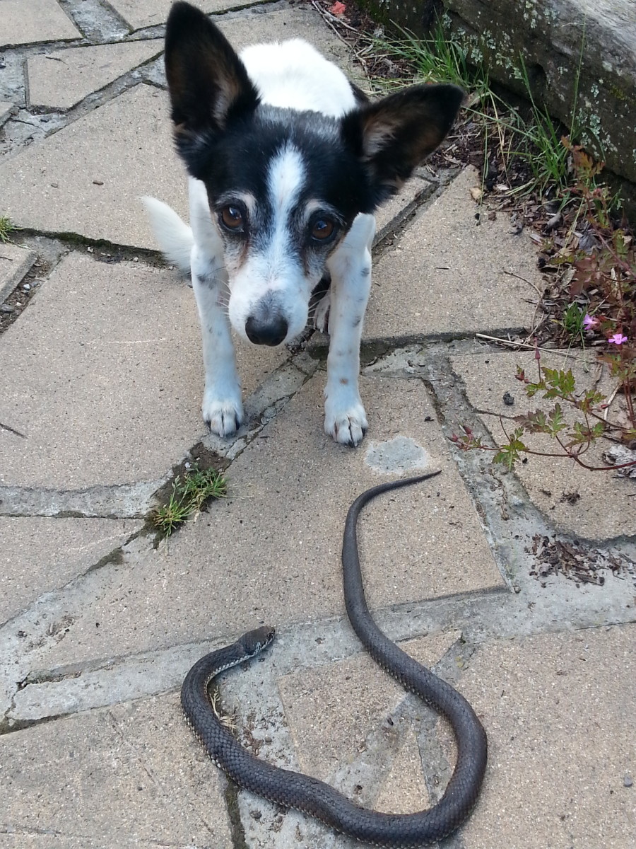 My old dog still kills snakes in my house and yard. This was the first one for this season,