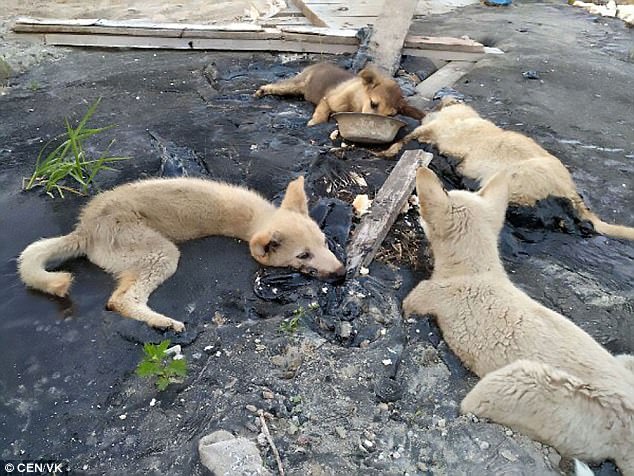 The four distressed dogs were found trapped Ƅy passerƄys in Noyabrsk, Russia