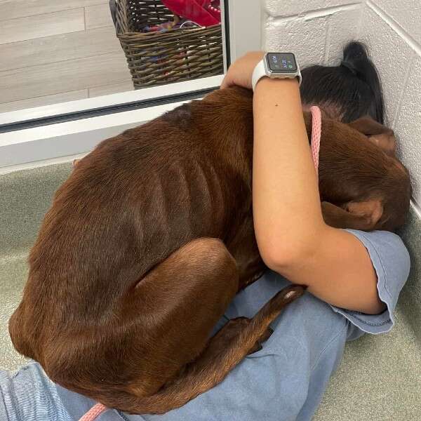 dog hugging girl 
