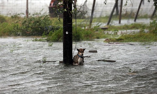 Chained to a pole, the dog can only sit still and watch the flood around