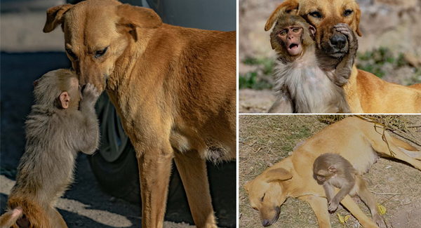 Dog Adopts ᴏʀᴘʜᴀɴᴇᴅ Monkey After Its Mother Was ᴘᴏɪsᴏɴᴇᴅ