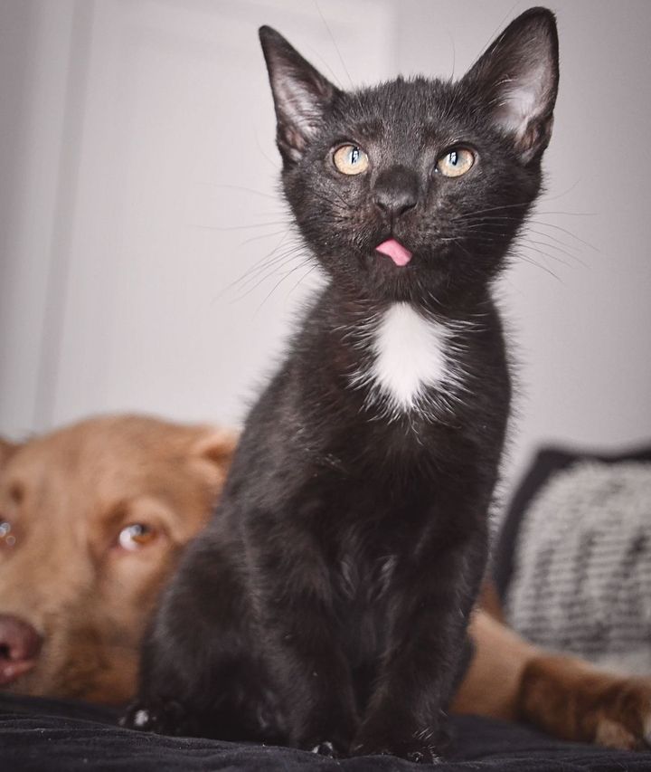 kitten tongue cute panther