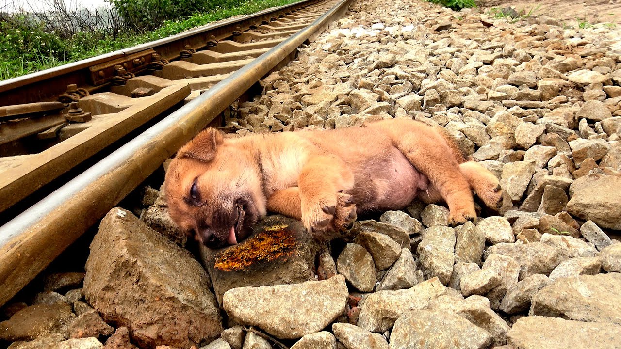 Trying to Save Poor dog who is living his last moments on the side of train track - YouTube