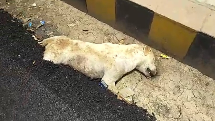 Phẫn nộ vì hình ảnh chú chó bị chôn sống trong nhựa đường | baotintuc.vn