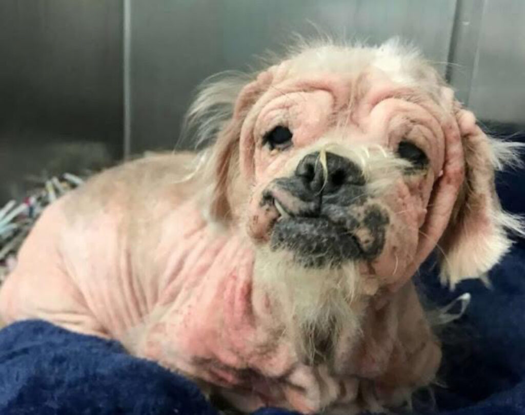 The dog is rescued and cared for by the shelter