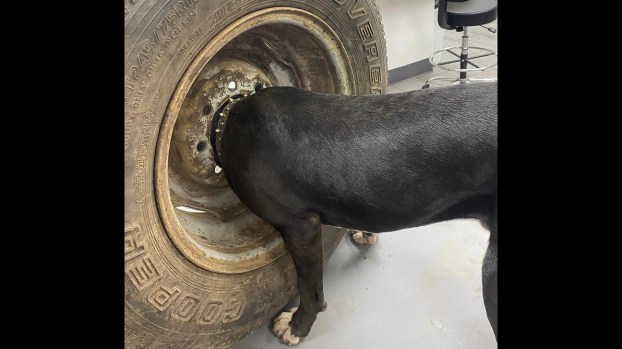 See a need, fill a need: Brookhaven vet frees dog from tire rim - Daily  Leader | Daily Leader
