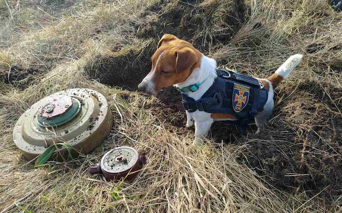 Meet Bullet, the minesweeping Jack Russell sniffing out deadly explosives  in Ukraine