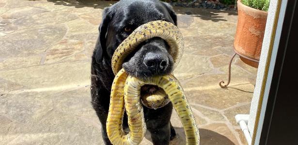 The dog appears with a snake wrapped around its nose and is rescued 30  minutes later;