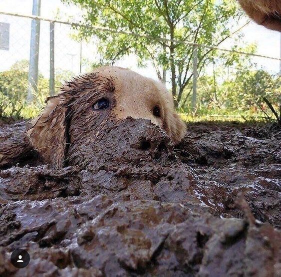 12 Photos of Dogs Playing In The Mud (And Absolutely Loving It) - I Can Has  Cheezburger?