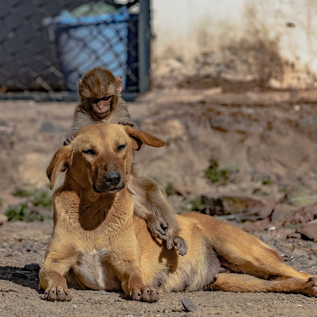 Dog Adopts Orphaned Monkey After Its Mother Was Poisoned