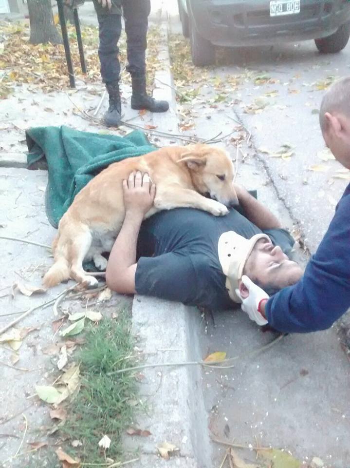 dog refuses to leave injured owner hug
