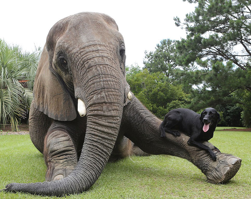 Lola the Elephant and Jackie the Sheepdog: An Unlikely and Heartwarming Bond - Tintuc4