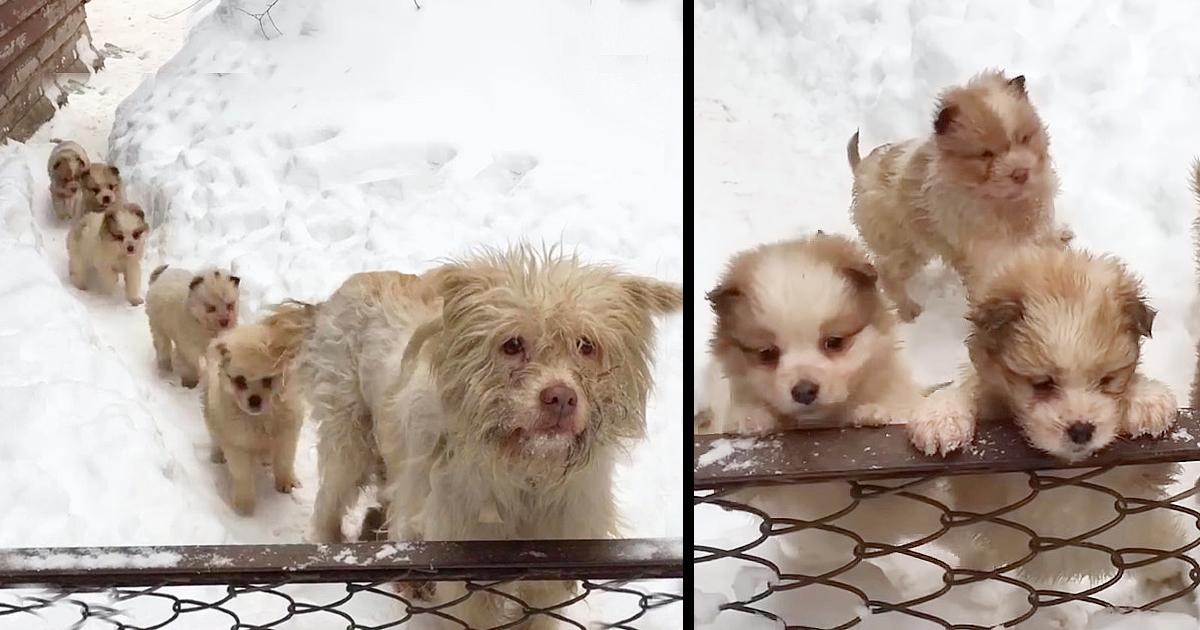 Hungry puppies line up in the snow waiting for their mother to beg for food