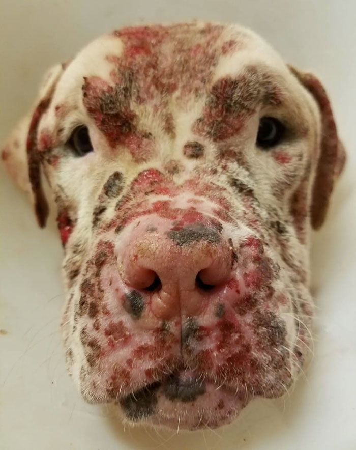 The poor puppy was stung by thousands of bees until he was exhausted and had to ask a doctor to make everyone feel sorry for him. - amazingdiscovery.net