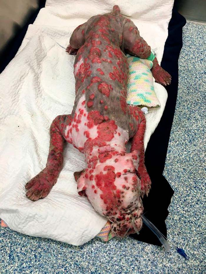 The poor puppy was stung by thousands of bees until he was exhausted and had to ask a doctor to make everyone feel sorry for him. - amazingdiscovery.net
