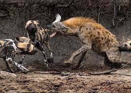 Crying buffalo - Spotted hyenas and African wild dogs are not friends --  generally speaking. They often steal kills from one another -- but more so  the spotted hyena from the African