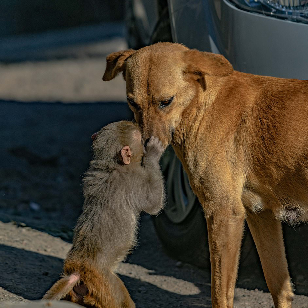 Dog Adopts Orphaned Monkey After Its Mother Was Poisoned