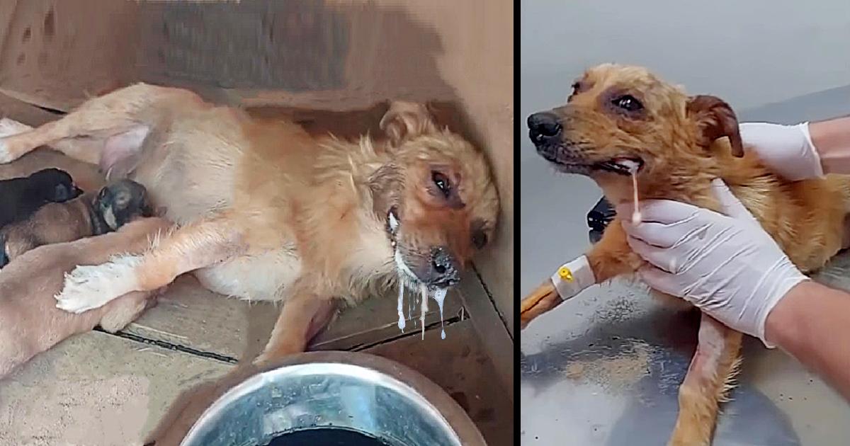 Mother Dog Got Poisoned, But Spend Last Energy Lifting Her Head Beg To Save Her Puppies