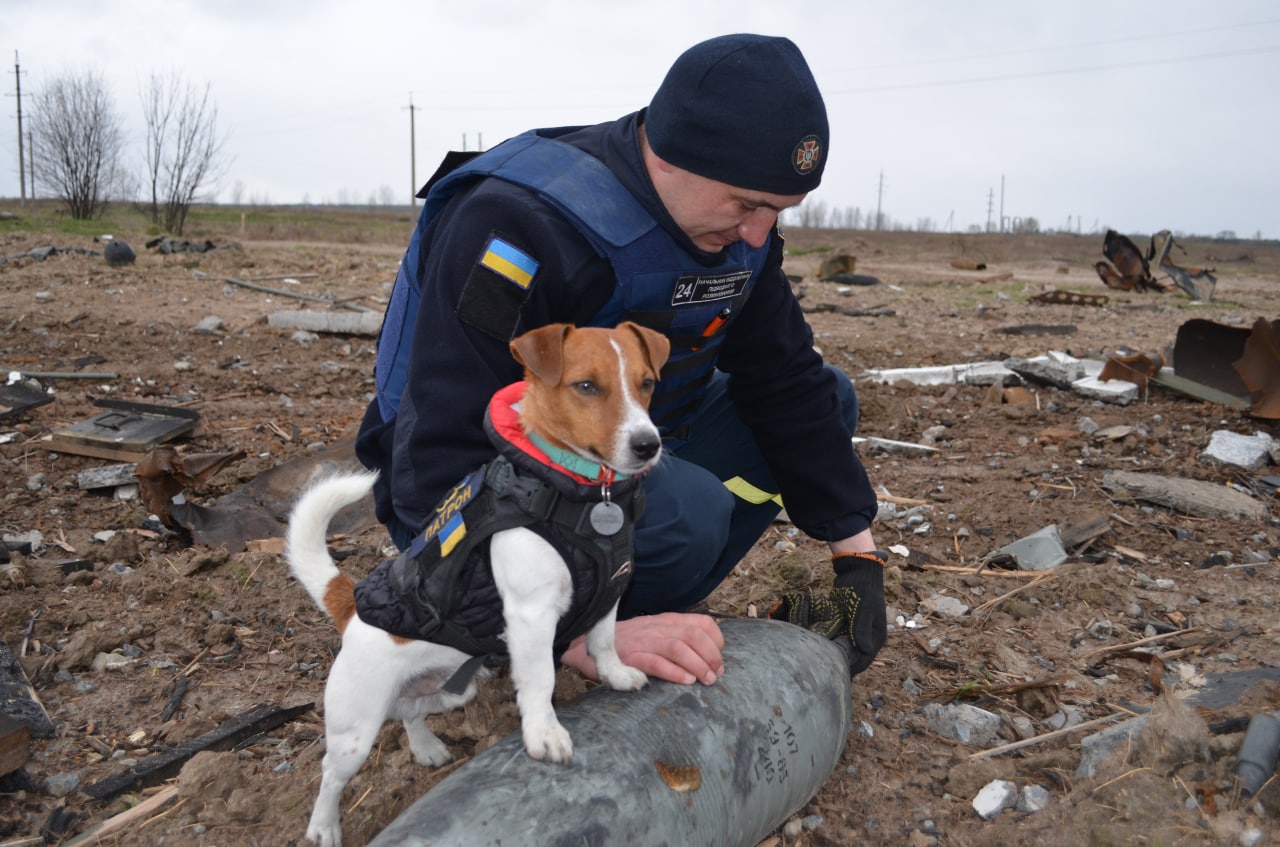 This Good Boy Has Helped Defuse 150 Russian Explosives In Ukraine – Pain In  The Bud