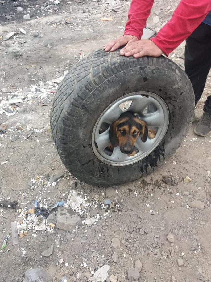 Freeing the dog whose head got stuck in the middle of the wheel - Photo 4.