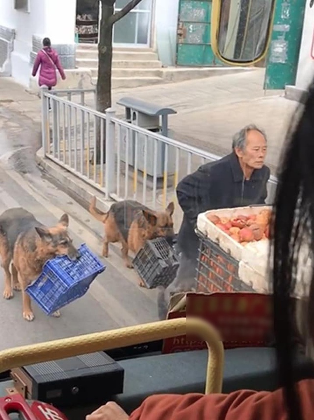 Image of 2 faithful dogs, sloppily carrying a basket of fruits behind the poor owner: Even though it is difficult, having each other is enough!  - Photo 3.