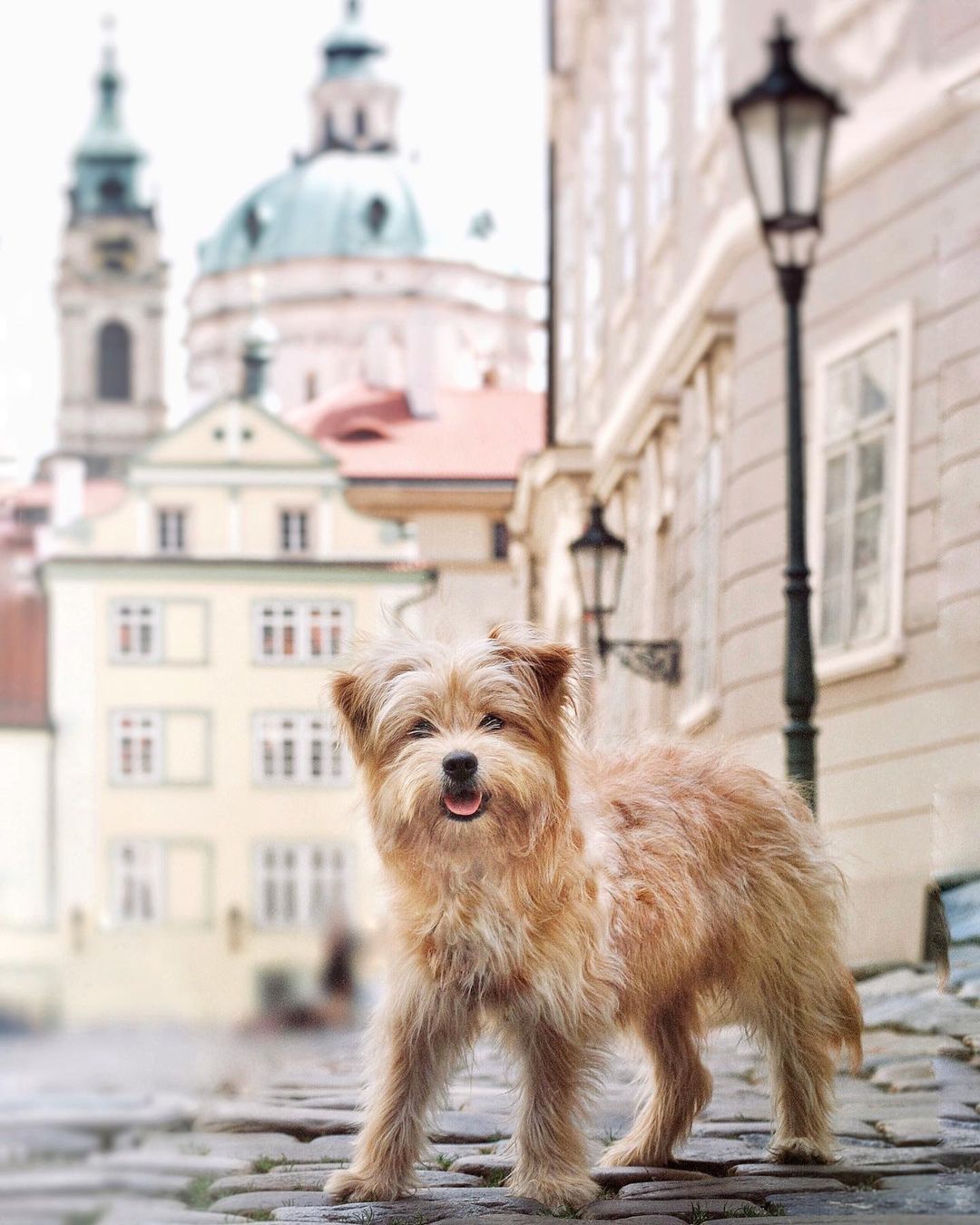 photo of dog named knut in the street