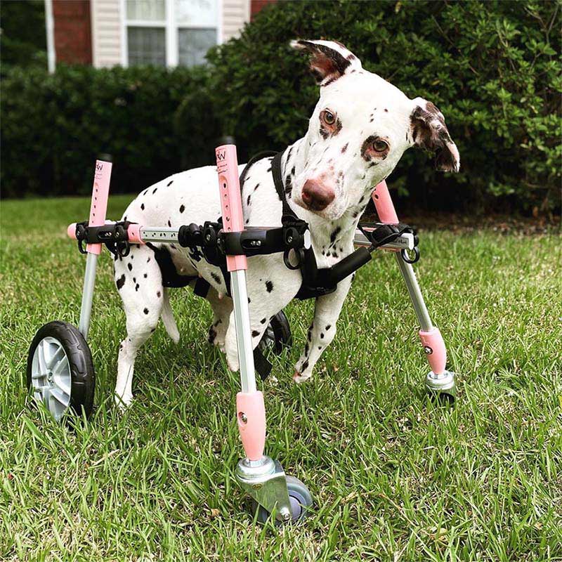 rescued two legged dalmatian finds home