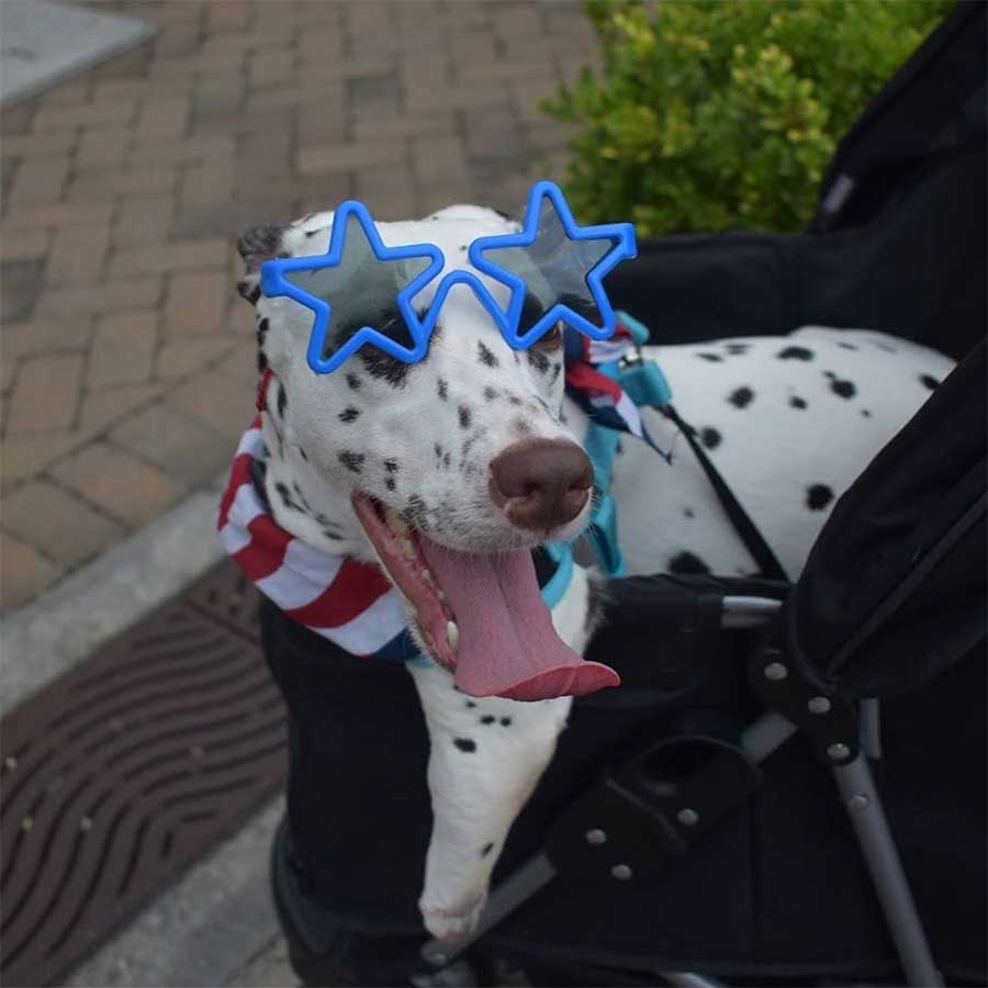 rescued two legged dalmatian finds home