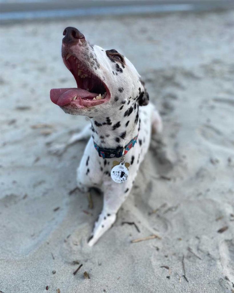rescued two legged dalmatian finds home (5)