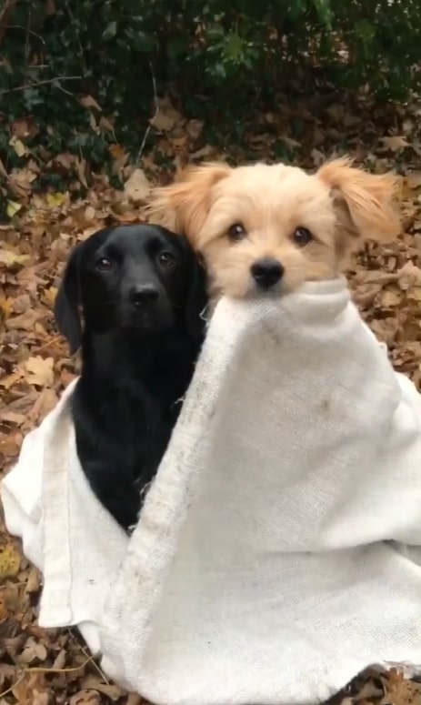 two puppies sitting wrapped in a white blanket