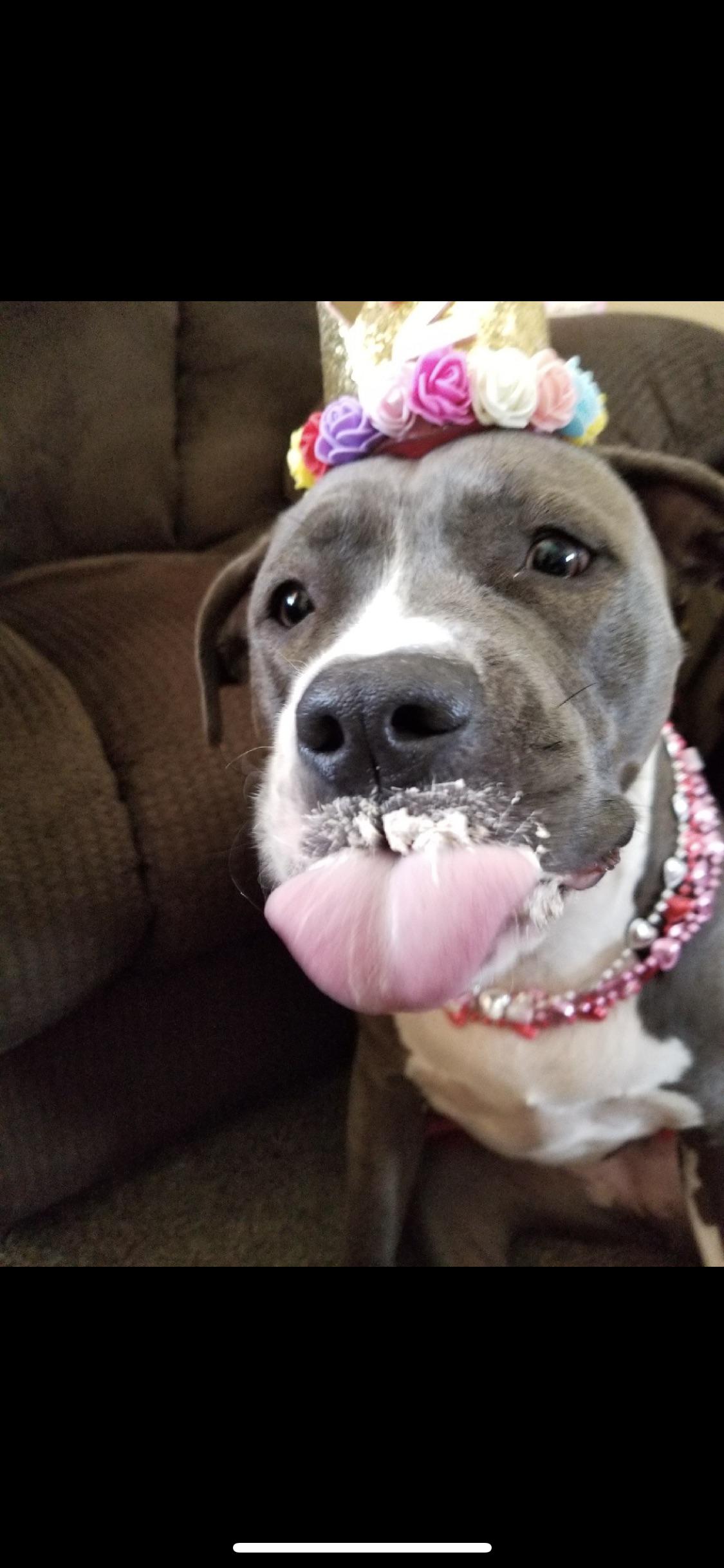 Birthday girl! : r/pitbulls