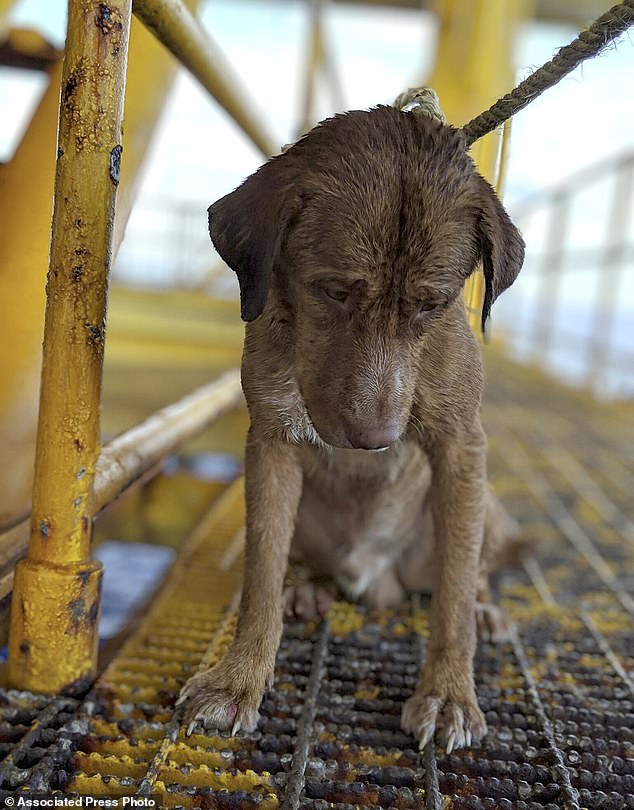 The dog found swimming more than 220 kilometers from shore by an oil rig crew in the Gulf of Thailand was returned safely to land