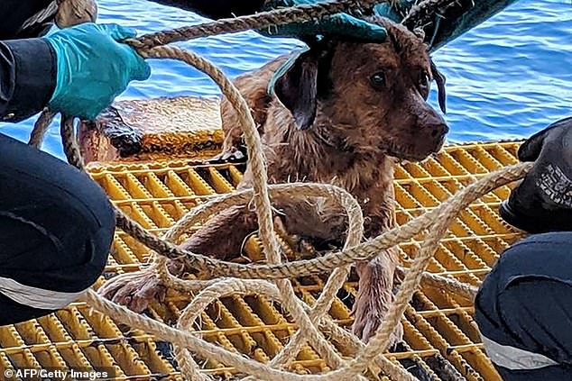 The tan-coloured dog was fished from the ocean on Friday after he was spotted bobbing between the waves in the Gulf of Thailand