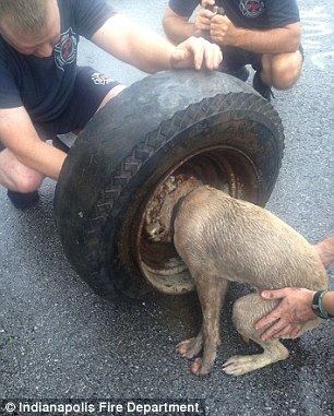 Discoʋery: A woмan found Jimмa, who is a neighborhood stray, stuck after getting home from work