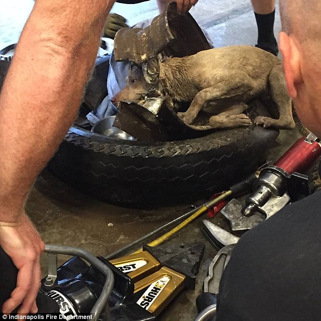 Making progress: The tire riм is seen partially opened with the Pit Bull Mix inside 