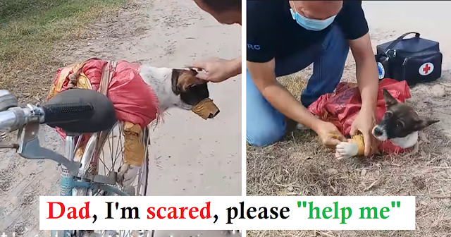 Lucky dog ​​was rescued when it was about to be sent to the slaughterhouse - Malise