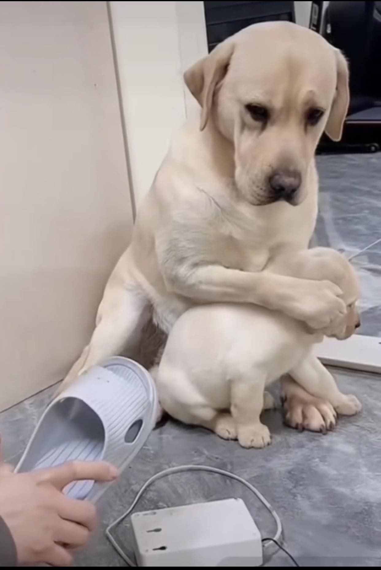 Touching Moment: Mother Dog