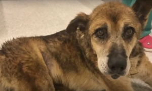 Old Dog Slumps Over After Casting Out From His Home And Then Waits For His Time To Come