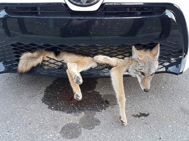 Chó sói mắc kẹt trong lưới tản nhiệt Toyota Corolla, chớp mắt với nữ tài xế khi được cứu sống - Ảnh 2.