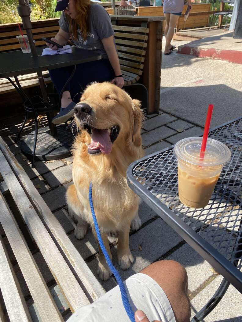 dog and coffee 