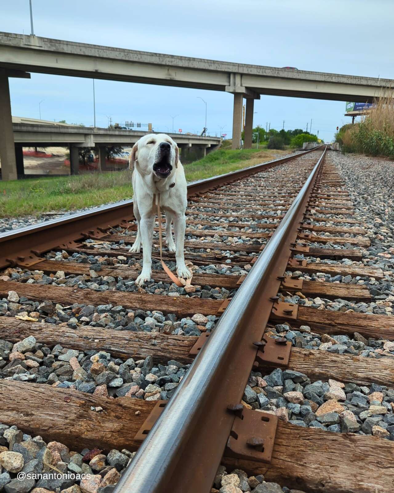 Good Samaritan Finds Dog Stuck To An Active Train Track And Rushes To Help  - The Dodo