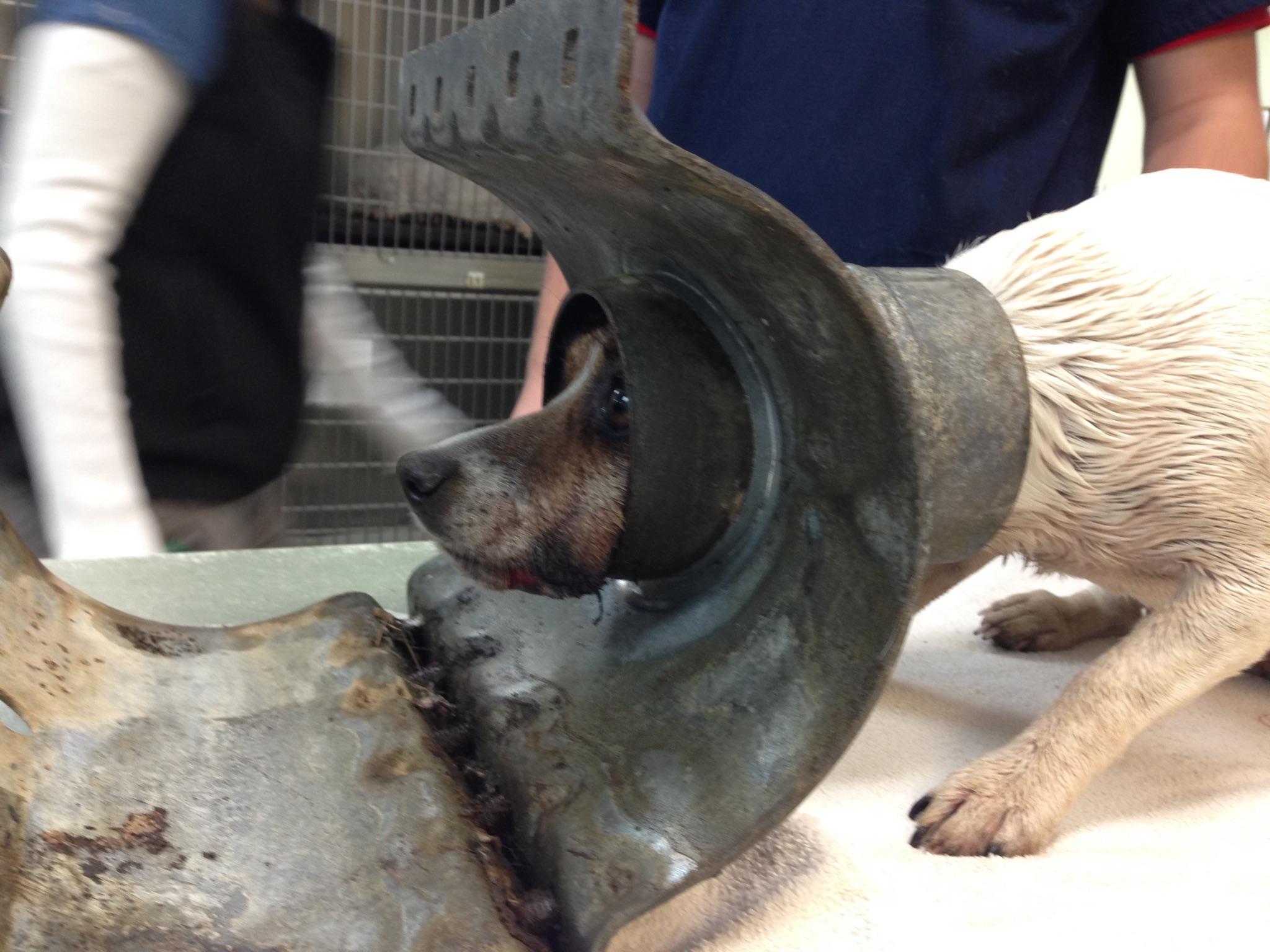 Dog rescued after getting its head stuck in pipe | ktvb.com