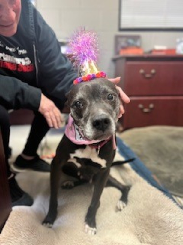 Animal Shelter puts together beautiful sweet 15th birthday party for unadoptable  senior dog