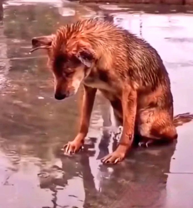 The sight of a drenched dog sitting in the rain, pleading for his owner to return and pick him up, stirred up deep emotions in many individuals.