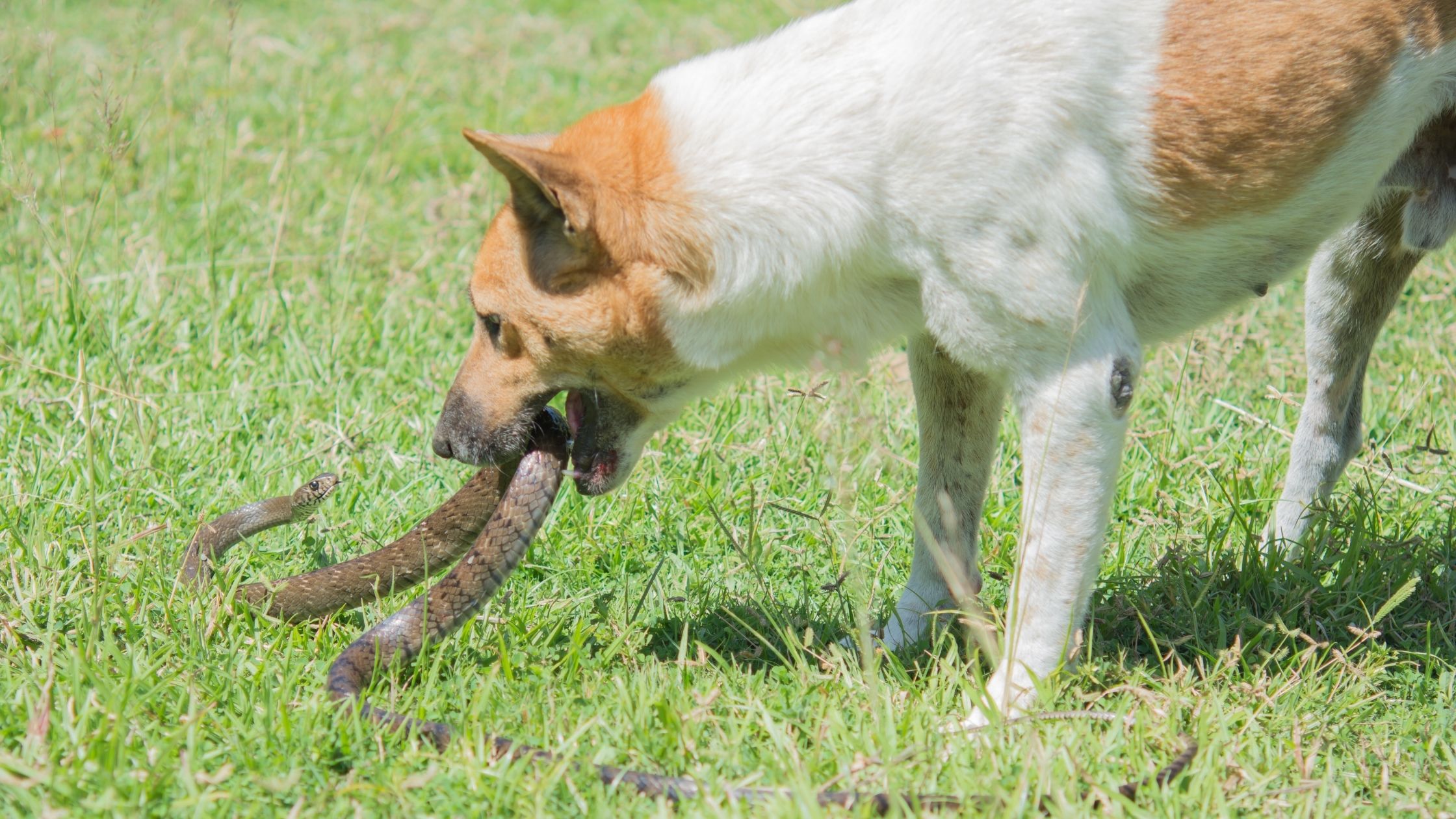 Snake Bites In Dogs: What Every Pet Parent Needs To Know - Proud Dog Mom