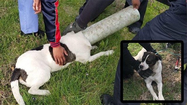 St. Louis firemen rescue pup with head stuck in sewer pipe - Pet Rescue  Report