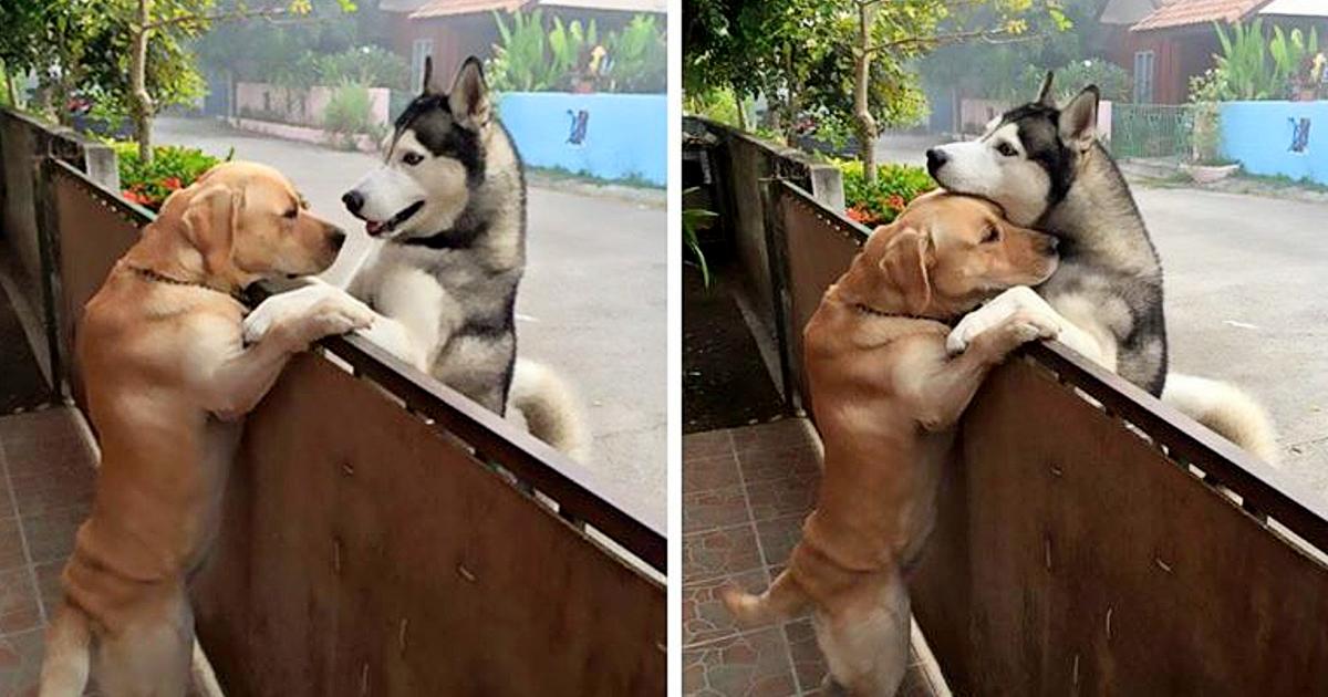A lonely husky rushes out of the open gate to see his best companion